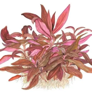 1-2-Grow. Alternanthera reineckii 'Mini'