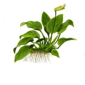 1-2-Grow. Anubias barteri nana