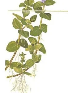 1-2-Grow. Bacopa caroliniana