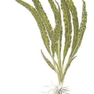 1-2-Grow. Cryptocoryne crispatula