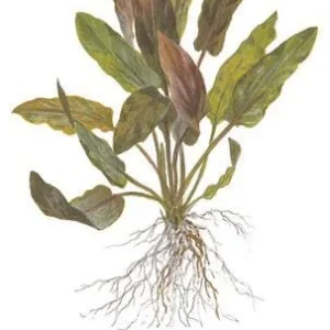 1-2-Grow. Cryptocoryne Undulata Broad Leaf