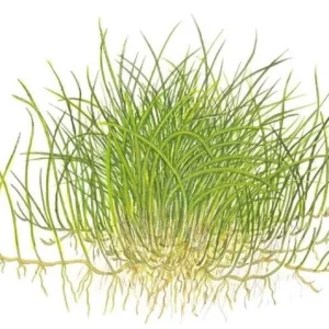 1-2-Grow. Eleocharis Pusilla 'Mini'