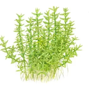 1-2-Grow. Gratiola viscidula