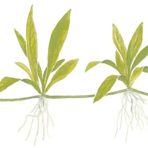 1-2-Grow. Helanthium bolivianum 'Quadricostatus'