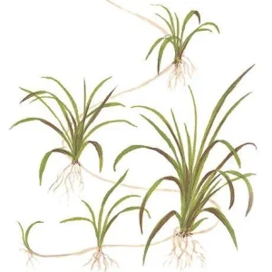1-2-Grow. Helanthium tenellum 'Green'
