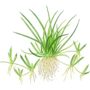 1-2-Grow. Littorella uniflora