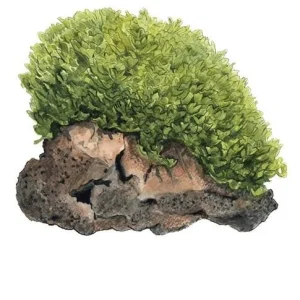 1-2-Grow. Monosolenium tenerum