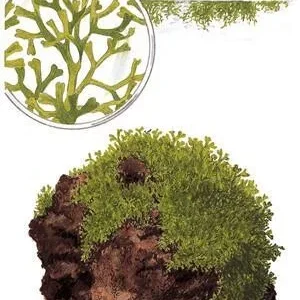 1-2-Grow. Riccia fluitans