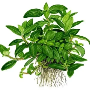 1-2-Grow. Staurogyne repens