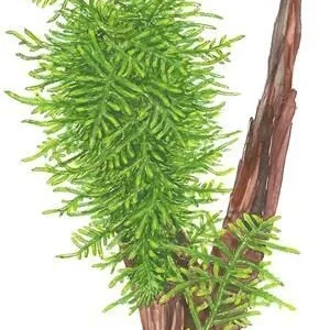 1-2-Grow. Taxiphyllum 'Spiky'