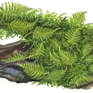 1-2-Grow. Vesicularia montagnei 'Christmas'
