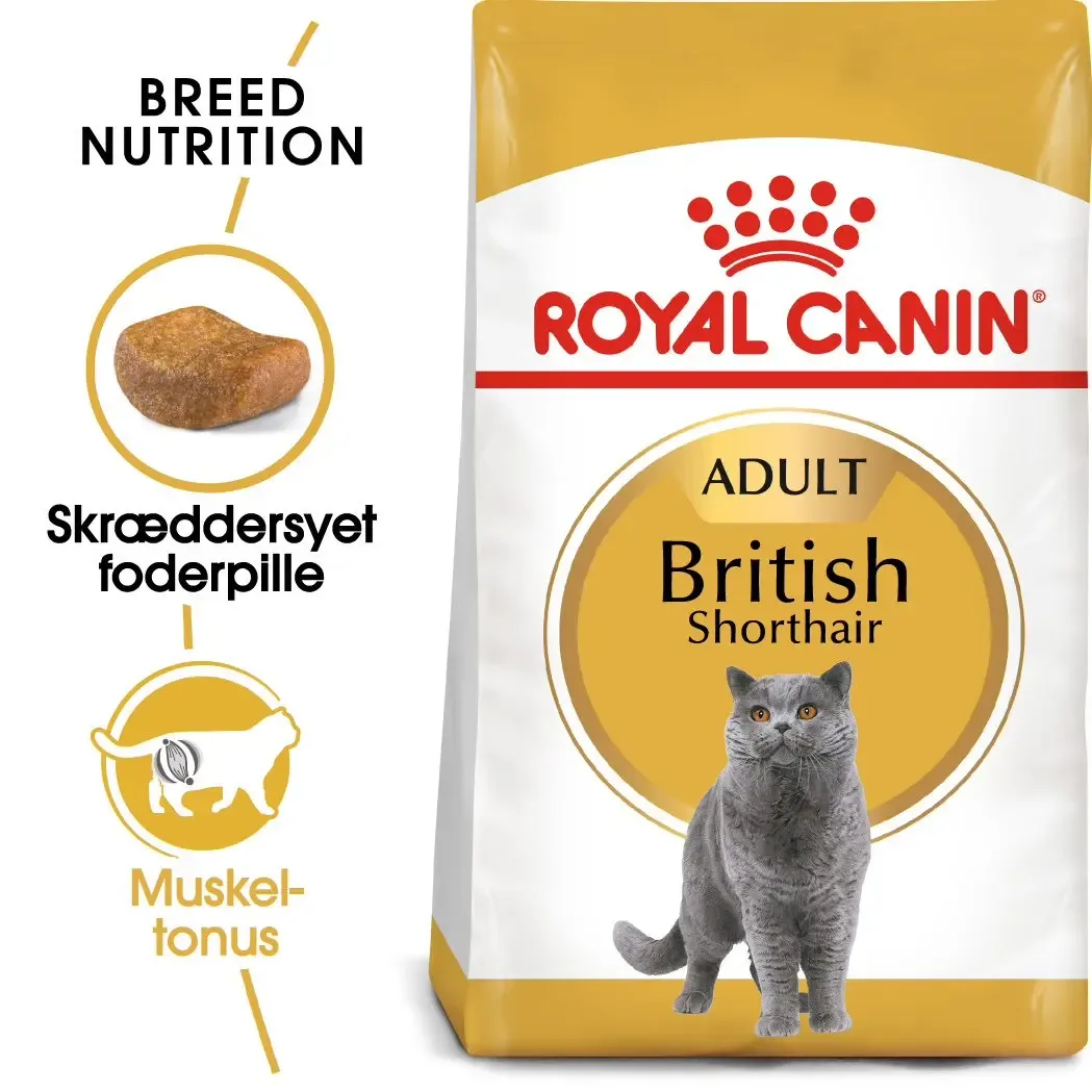 Adult British Shorthair - Image 2