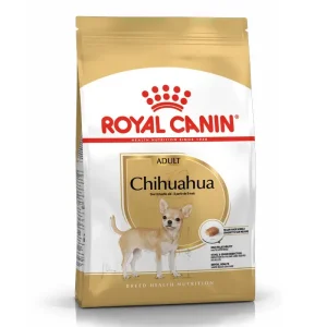 Adult Chihuahua