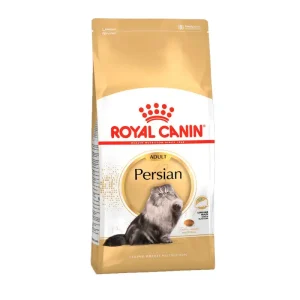 Adult Persian