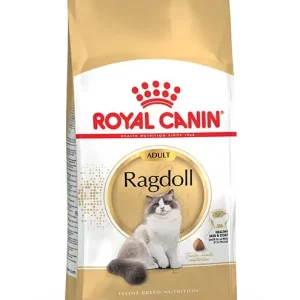 Adult Ragdoll