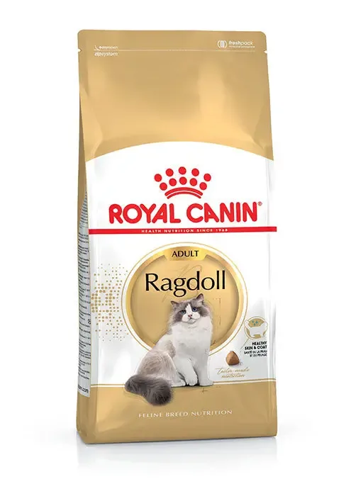 Adult Ragdoll