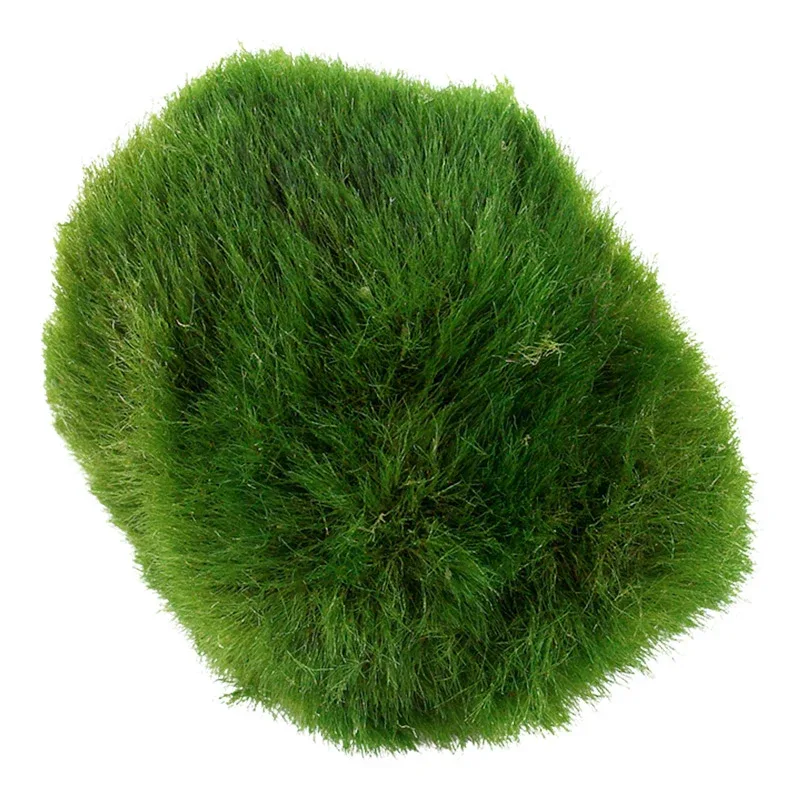 Aegagropila linnaeialge kugle - Image 2