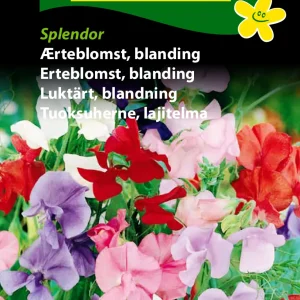 Ærteblomst, blanding, Splendor (C) 1763