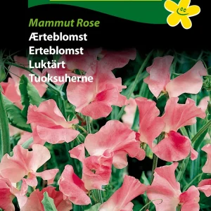 Ærteblomst, Mammut Rose (D) 1790