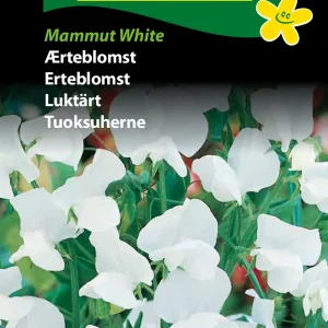 Ærteblomst, Mammut White (D) 1789