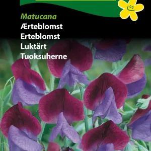 Ærteblomst, Matucana (E) 1808