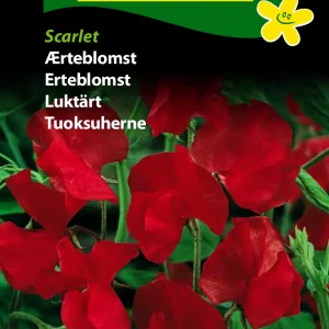 Ærteblomst, Scarlet (C) 1788