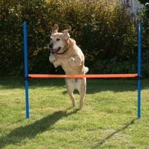 Agility Fun & Sport Forhindring