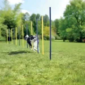 Agility slalompinde 12 stk blå/gul