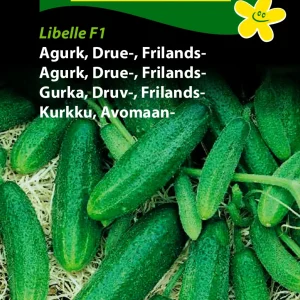 Agurk, Drue-, Frilands-, Libelle F1 (B) 1202