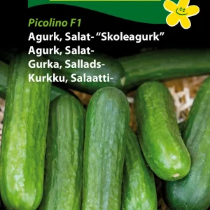 Agurk, Salat- Skoleagurk,Picolino F1 (D) 1401