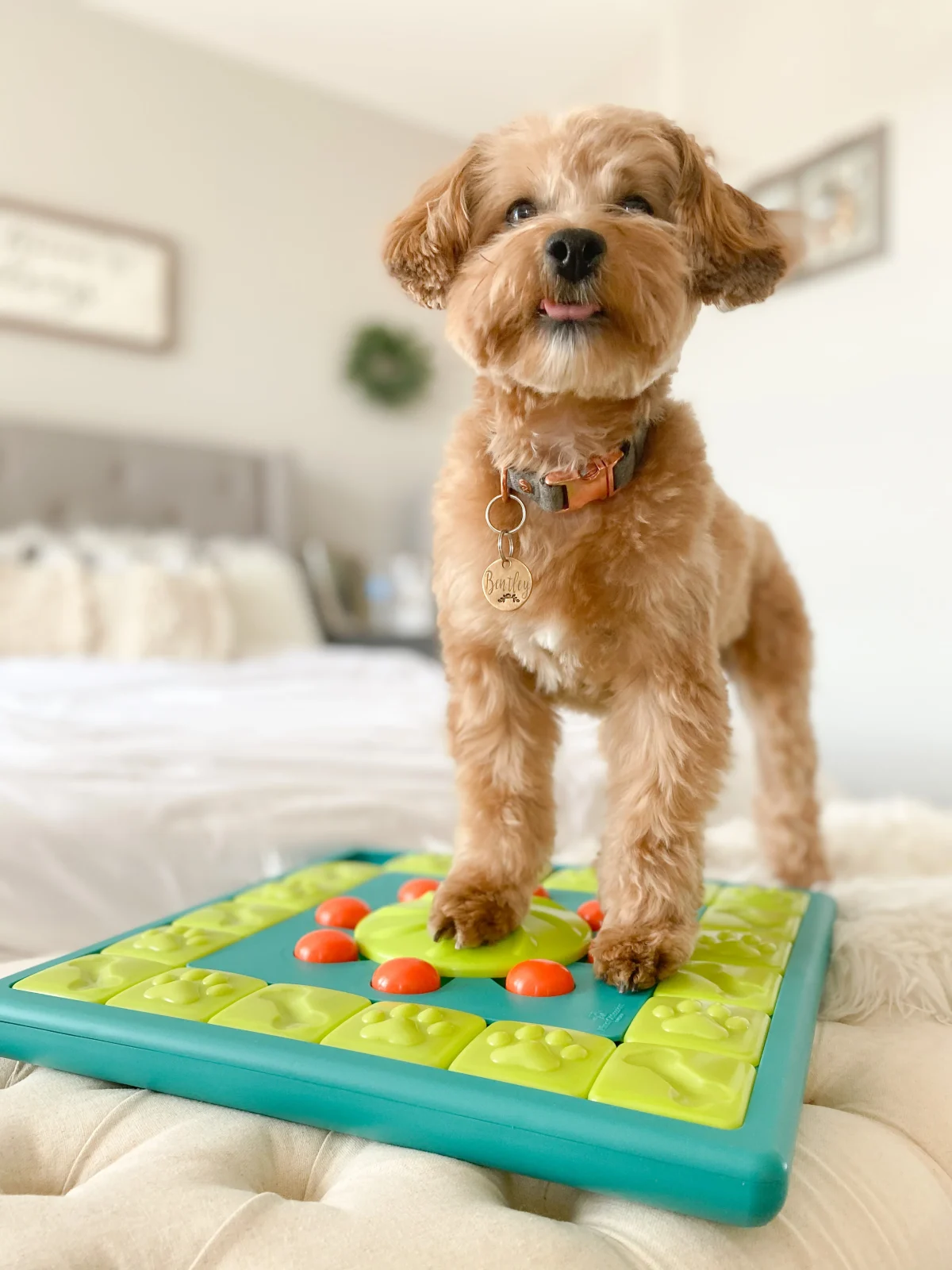 Aktivitetslegetøj "multipuzzle" - til hunde og katte SV4