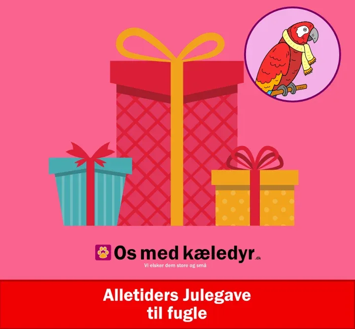 Alletiders Julegave til fugle, lad os stå for julegaven til din fugl/papegøje!