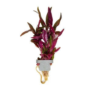 Alternanthera reineckii 'Pink' clip