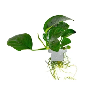 Anubias barteri caladiifolia clip
