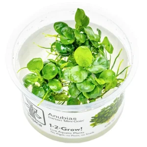 Anubias barteri 'Mini Coin' Nr.9