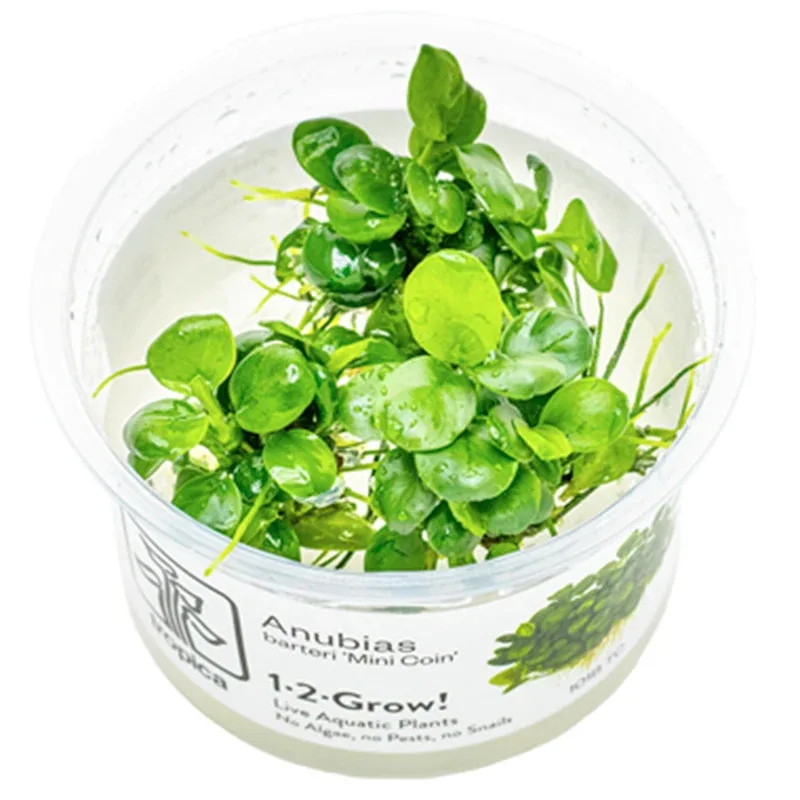 Anubias barteri 'Mini Coin' Nr.9