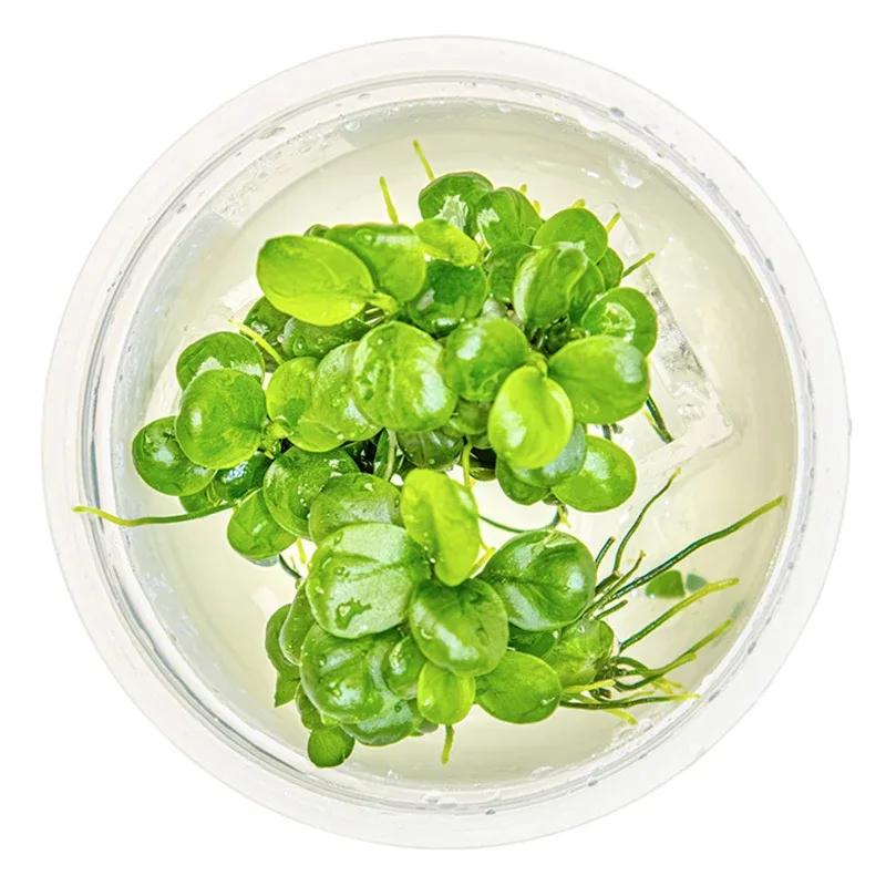 Anubias barteri 'Mini Coin' Nr.9 - Image 2