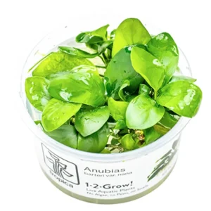 Anubias barteri nana
