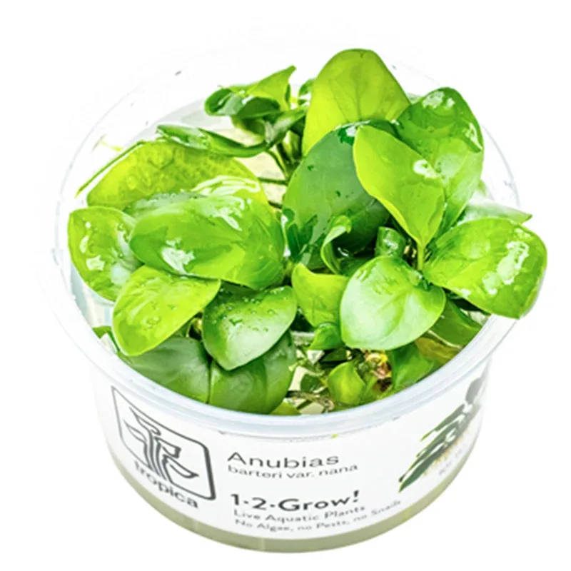 Anubias barteri nana