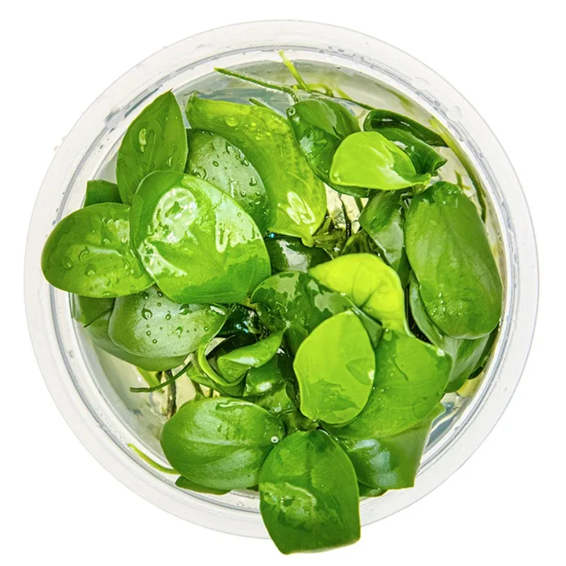 Anubias barteri nana - Image 2
