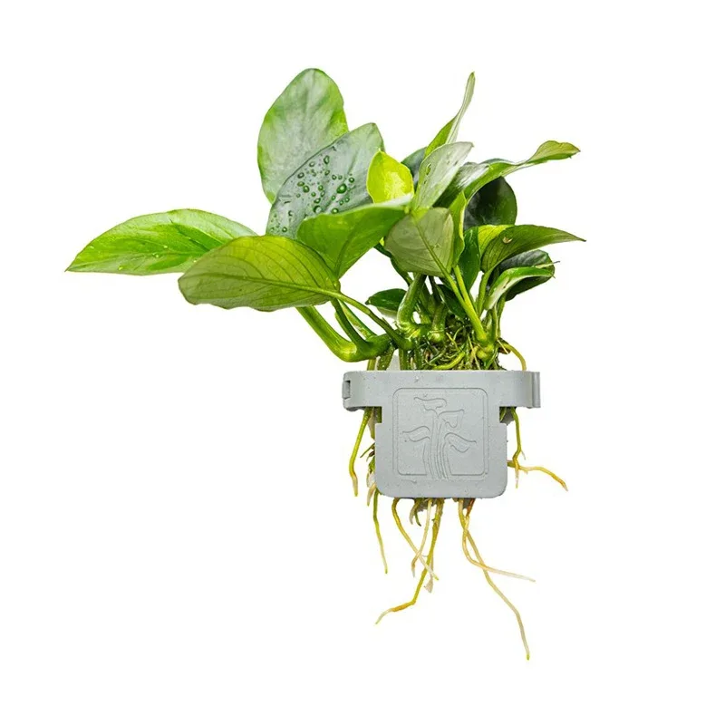 Anubias barteri nana clip