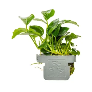Anubias barteri 'Petite' clip
