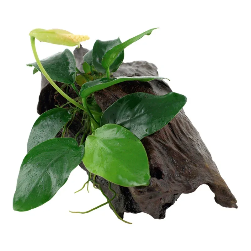 Anubias barteri var. Nana Nr.11 ca. 20-25 cm på rod - Image 2