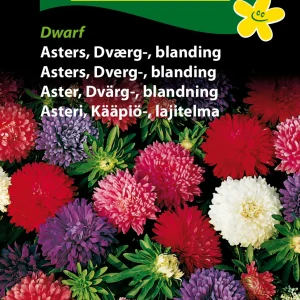Asters, Dværg-, blanding, Dwarf (B) 1652