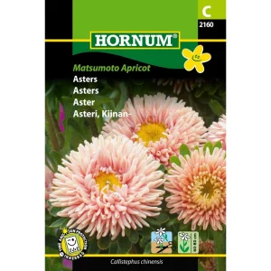 Asters Matsumoto Apricot ( C) 2160