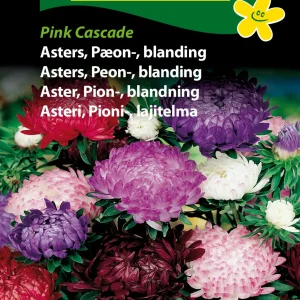 Asters, Pæon-, blan., Pink Cascade (D) 1824