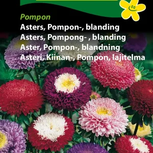 Asters, Pompon-, blanding, Pompon (B) 1653