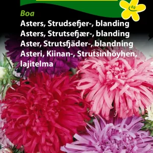 Asters, Strudsefjer-, blanding, Boa (B) 1654
