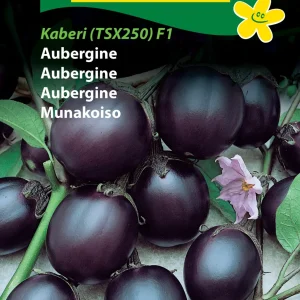 Aubergine, Kaberi TSX25 F1 (F) 1215