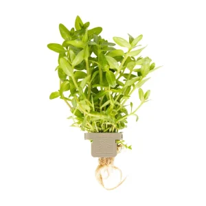 Bacopa caroliniana clip